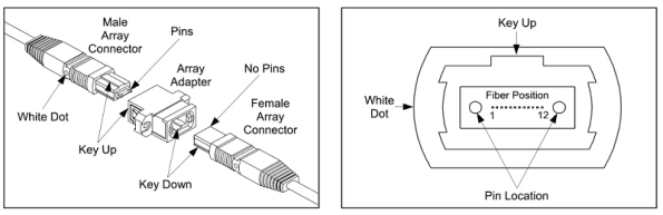 MPO 12 Fiber Cable-3