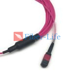 24-Fiber OM4 Multimode MTP-24 Breakout Cable, Magenta
